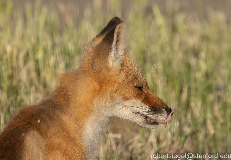 red fox